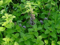 Mentha arvensis